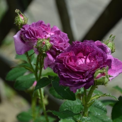 Rozenstruik kopen - Rosa Belle de Crécy - purper - gallica roos - sterk geurende roos - Roeser - Sterk geurende Gallica roos met extra gevulde symmetrische bloemen.